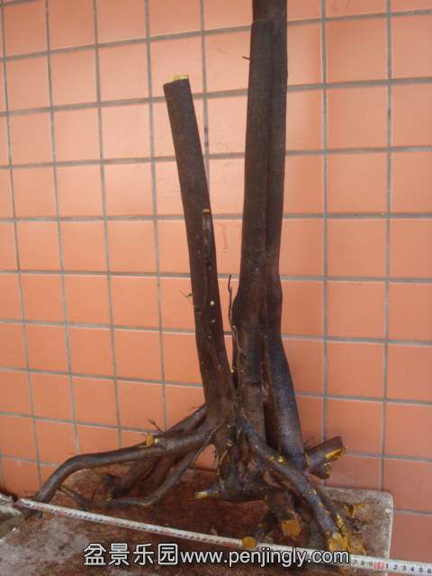 DSC01949.JPG