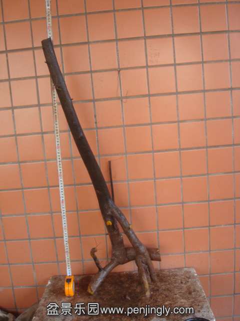 DSC01954.JPG