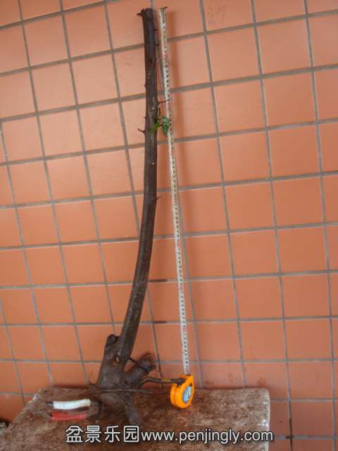 DSC01963.JPG