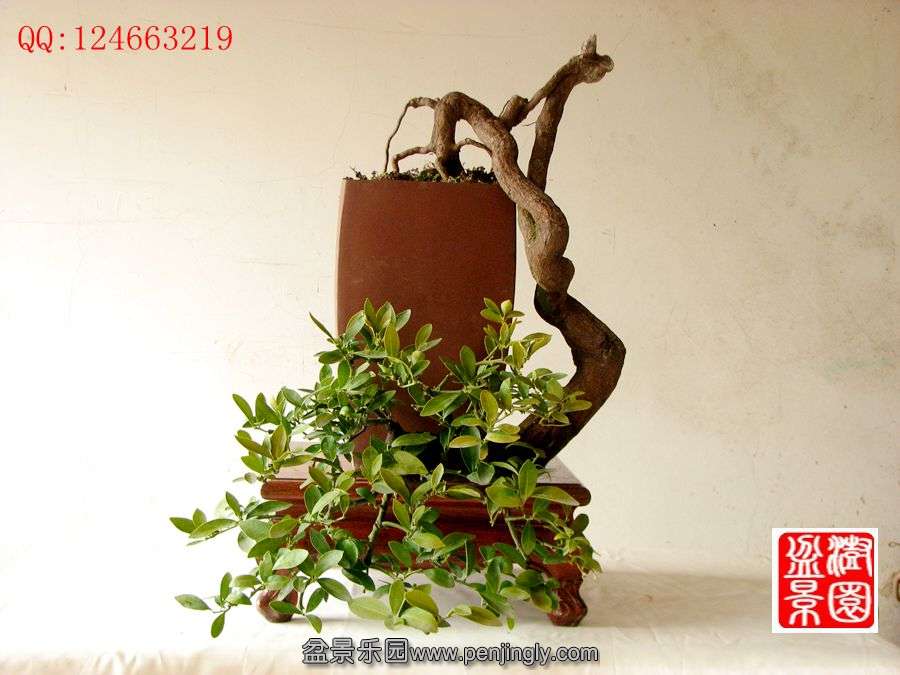 IMG_0036__.jpg