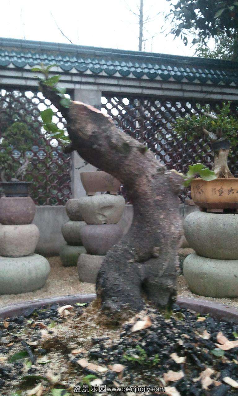 IMG_20130316_174716.jpg