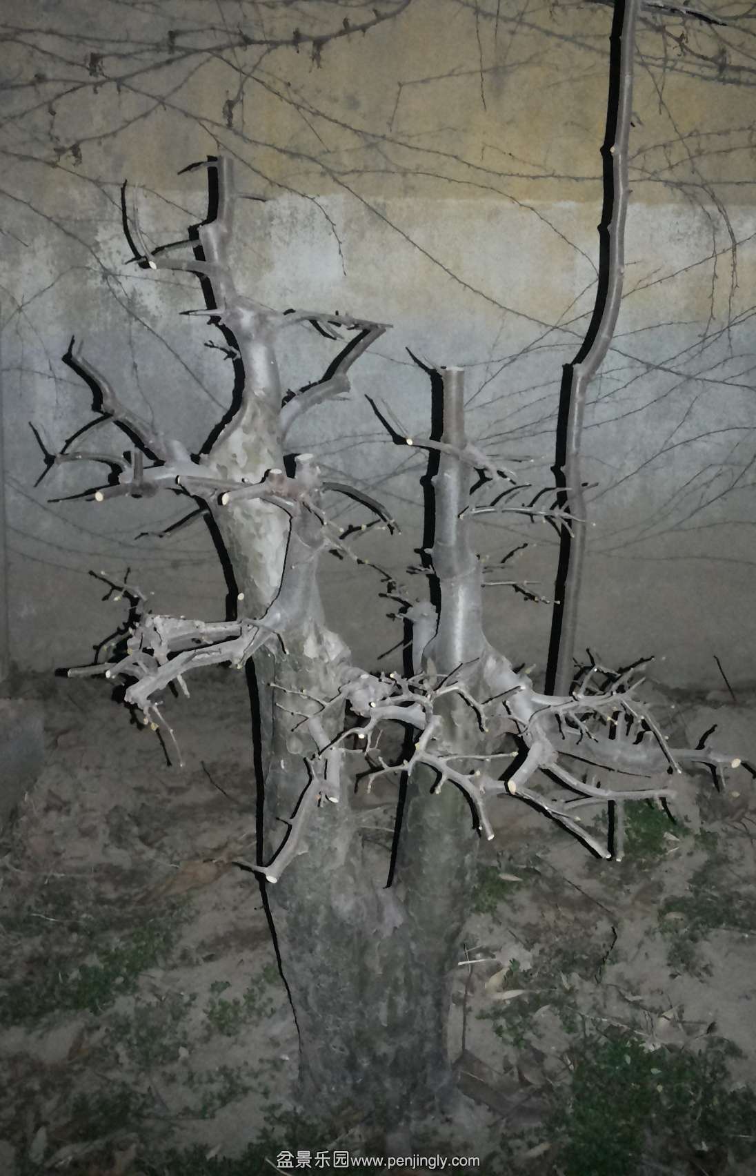 ľ