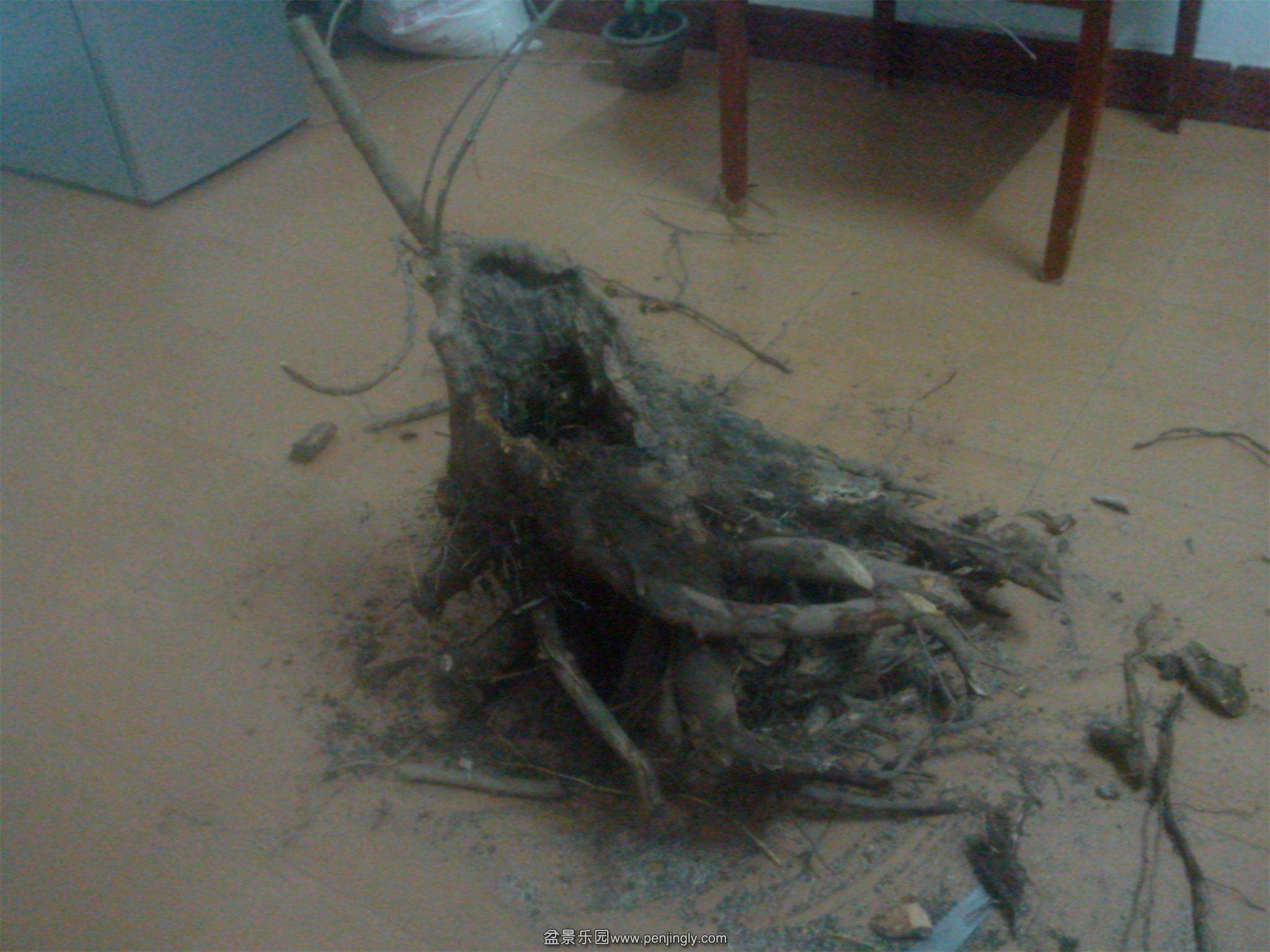 IMG20150310005.jpg