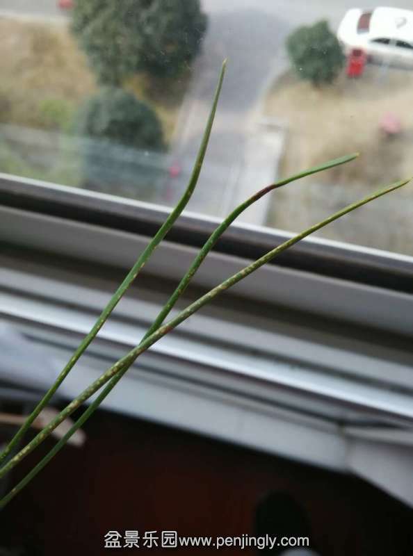 Ҷ������