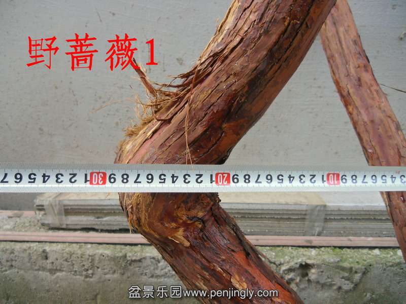 CIMG5316.JPG