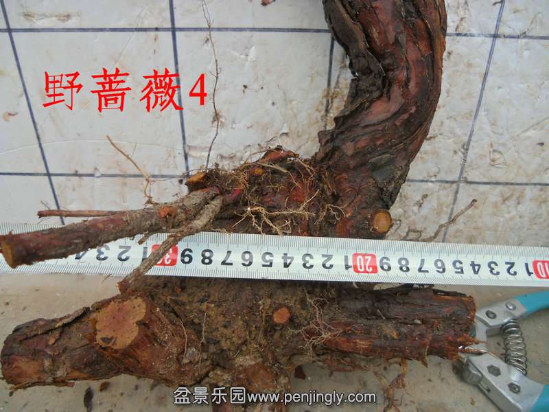 CIMG5373.JPG