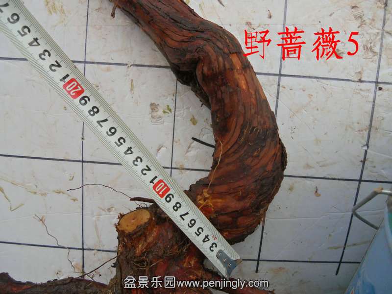 CIMG5376.JPG