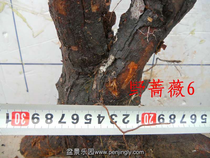 CIMG5379.JPG
