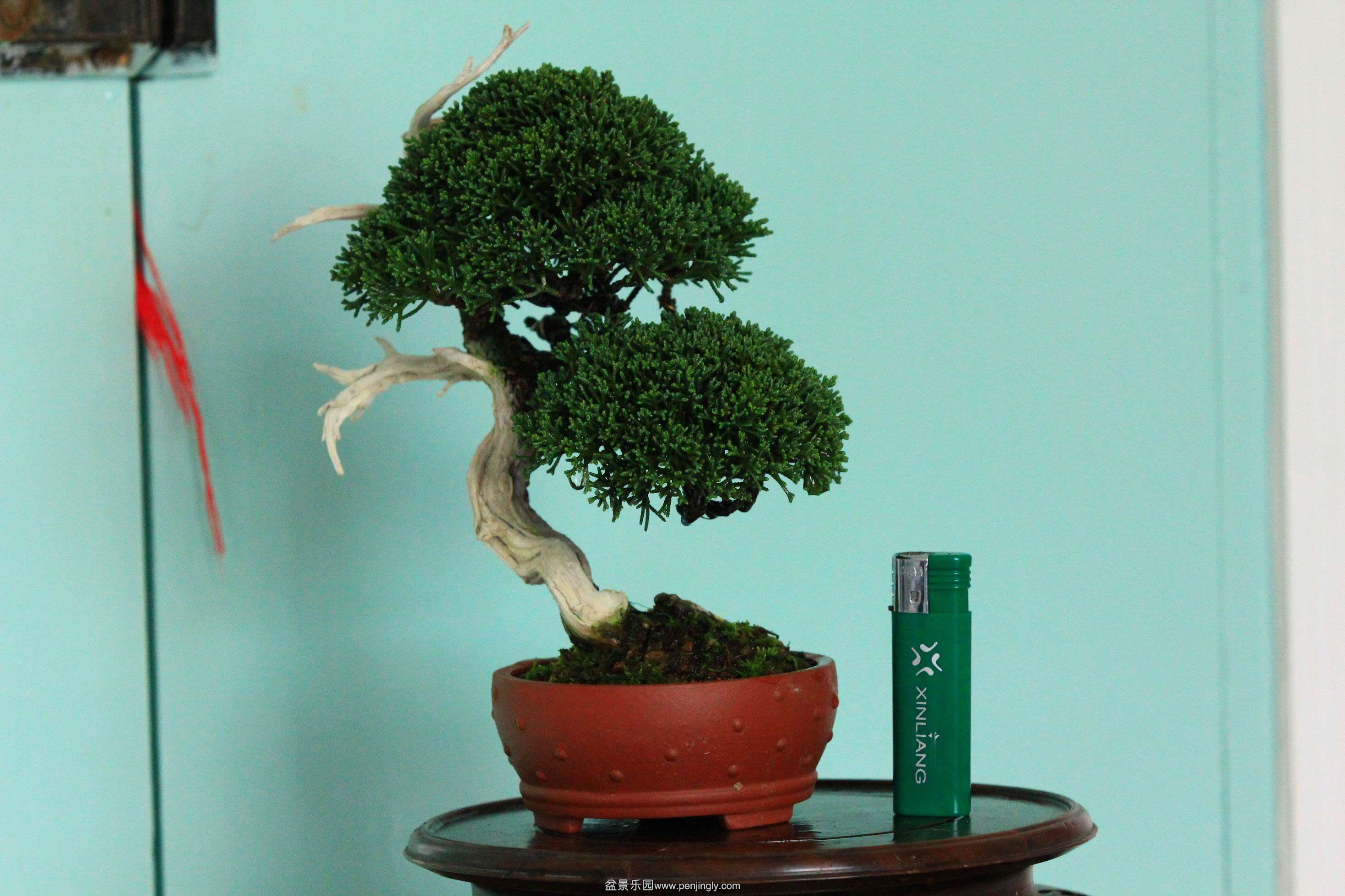 ������С IMG_6817.JPG