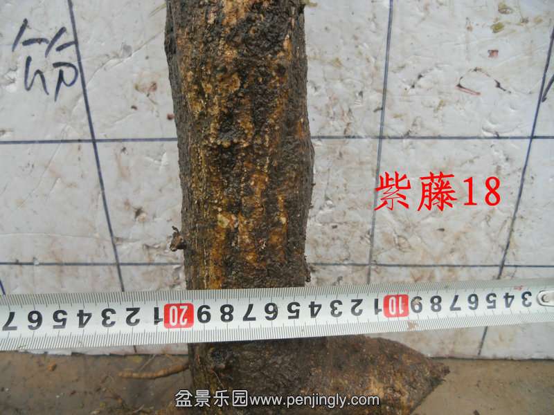 CIMG5518.JPG
