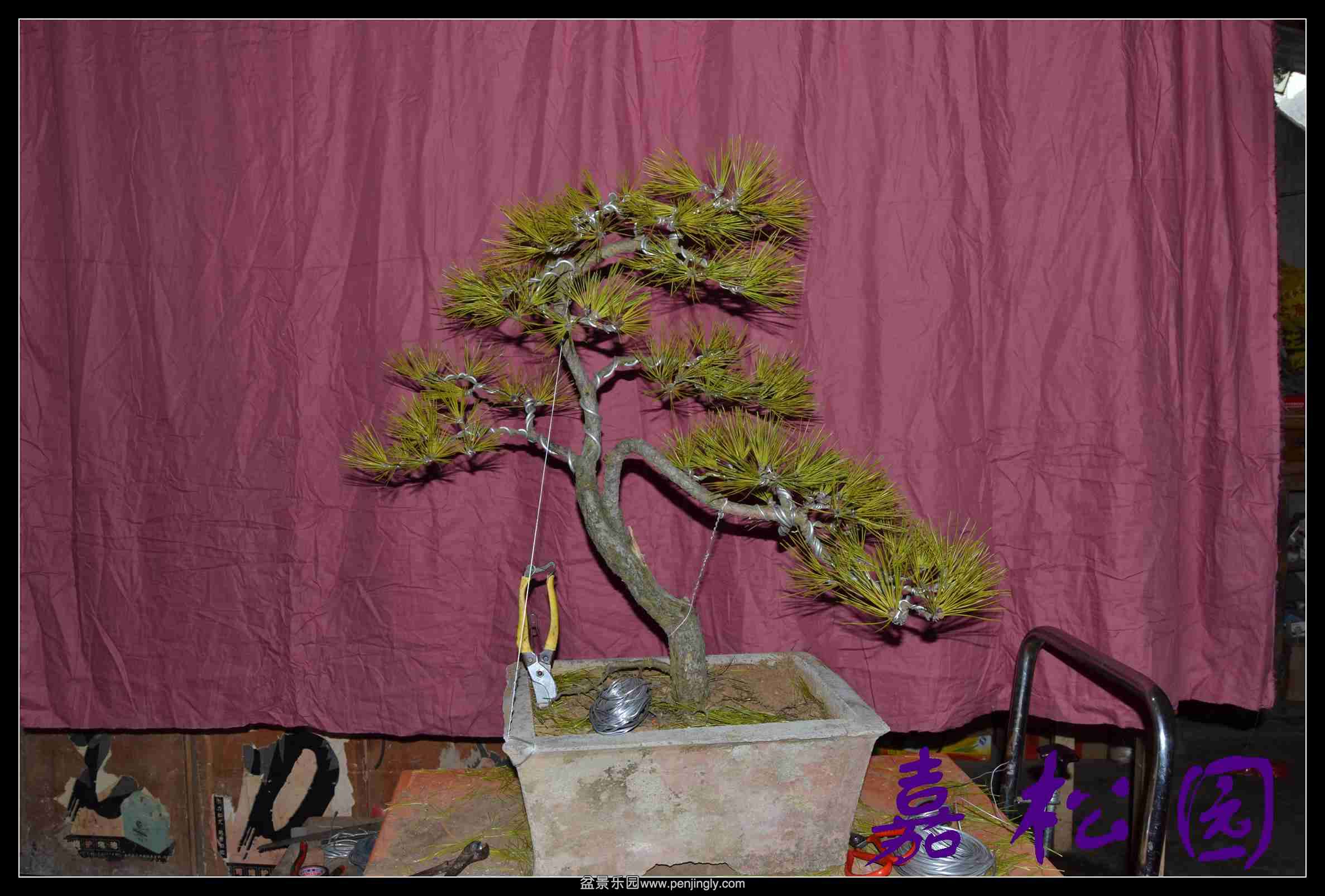 �������� 007.JPG