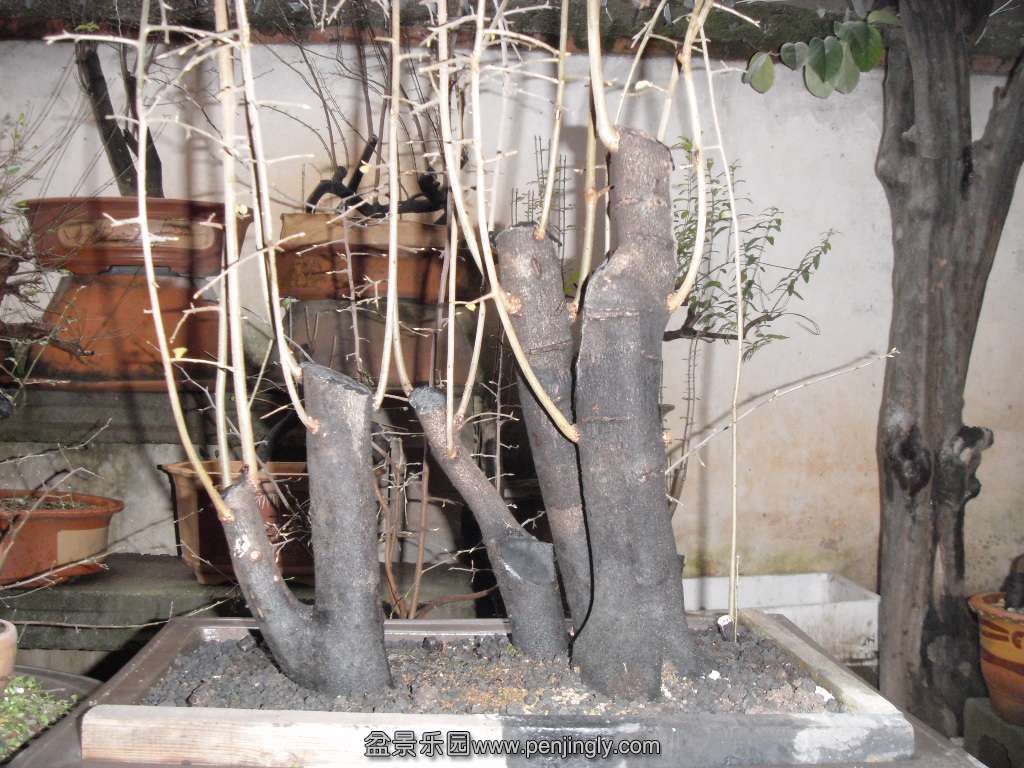 SDC14141.JPG