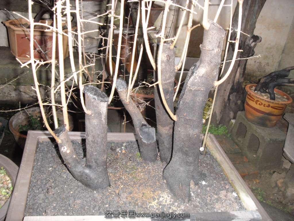 SDC14142.JPG