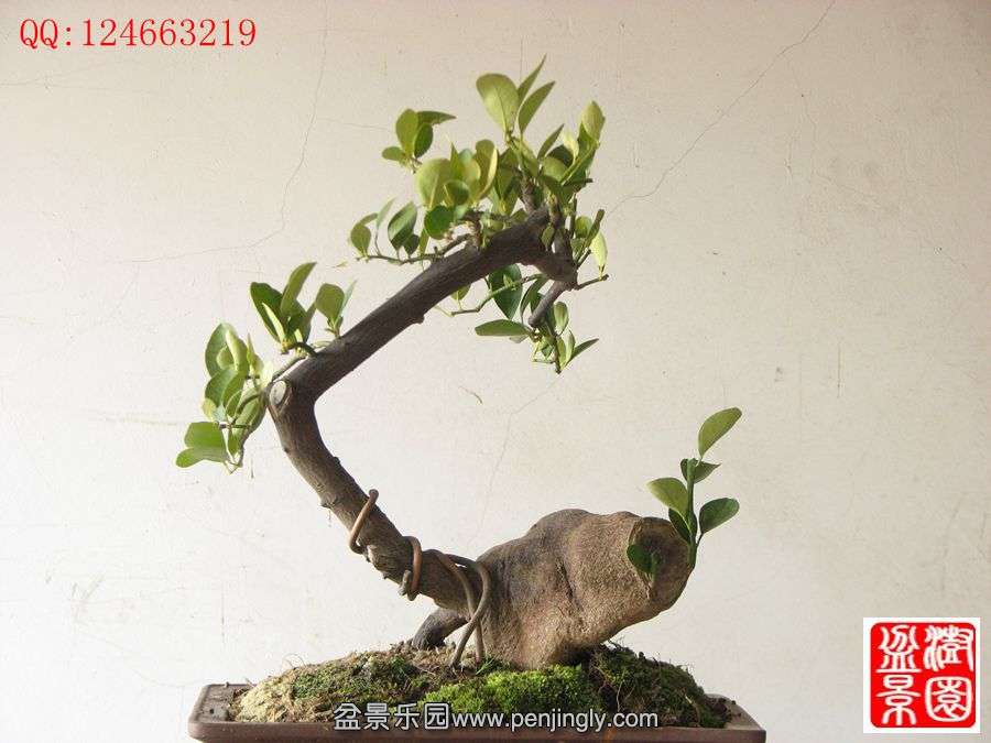 IMG_0209__.jpg