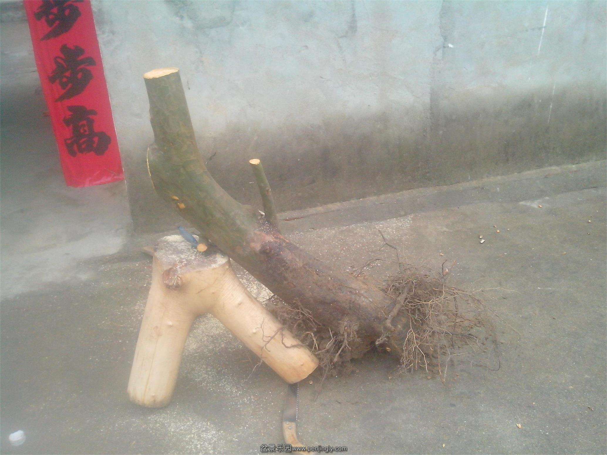 IMG20150318010.jpg