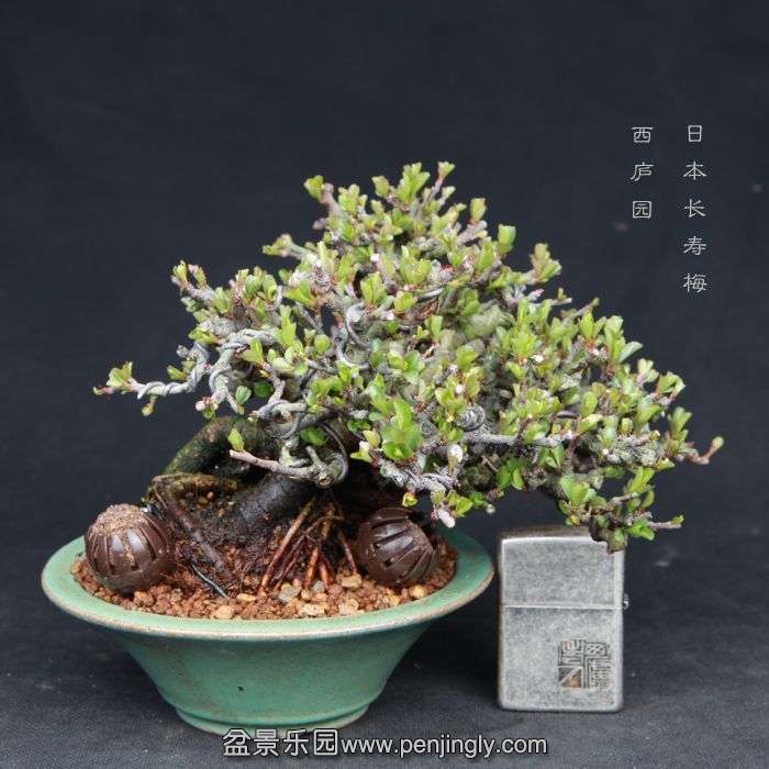 bonsai15031904.jpg