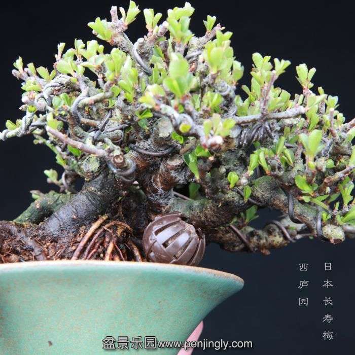 bonsai15031905.jpg