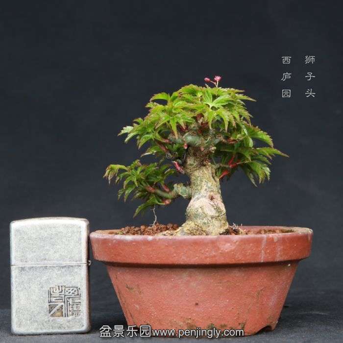 bonsai15031906.jpg