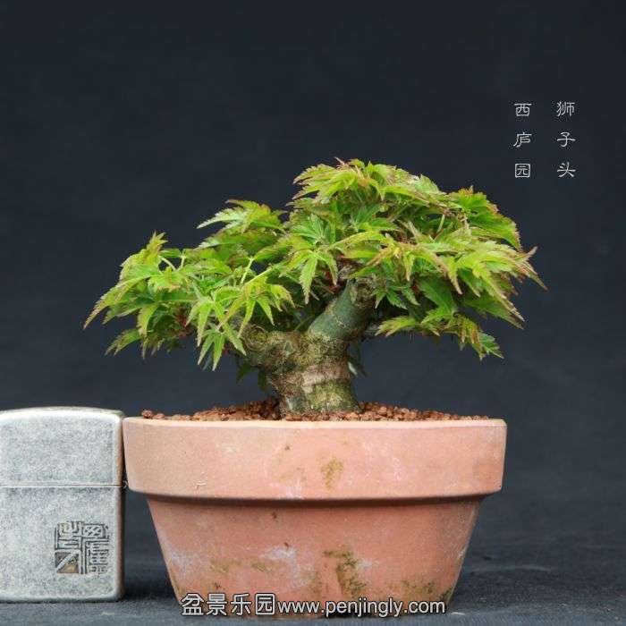 bonsai15031909.jpg