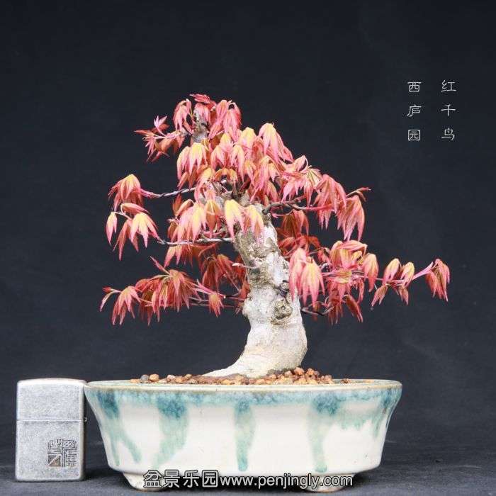 bonsai15031911.jpg