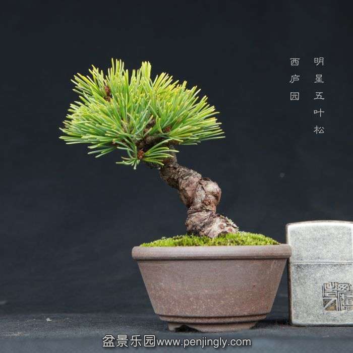 bonsai15031913.jpg