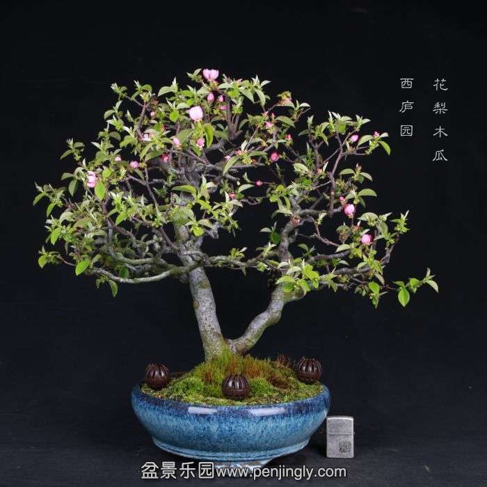 bonsai15031916.jpg