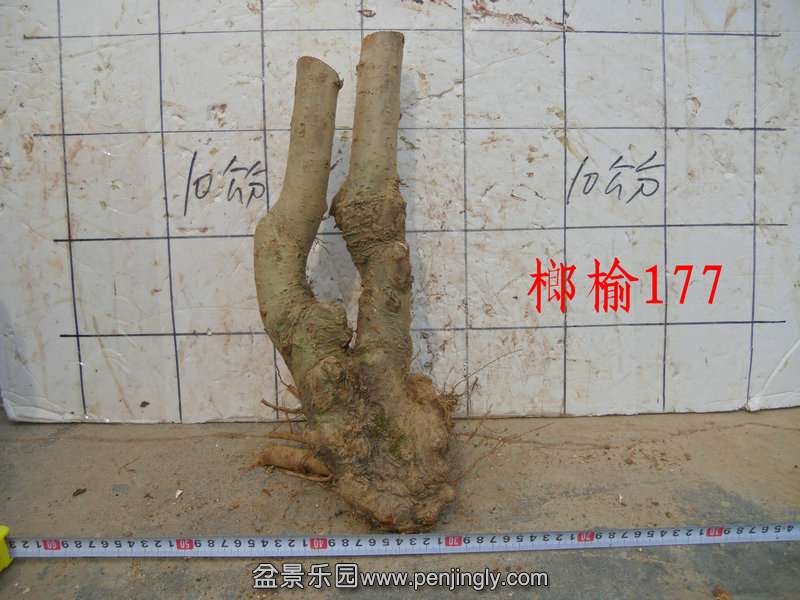 CIMG6140.JPG