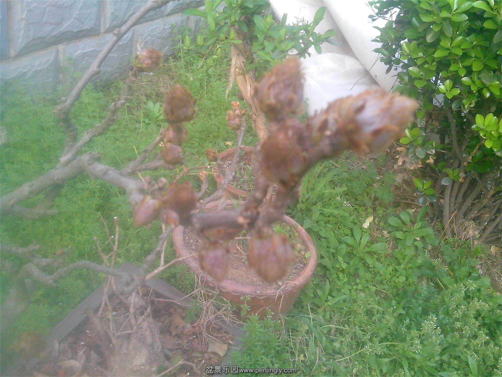 IMG20150323001.jpg