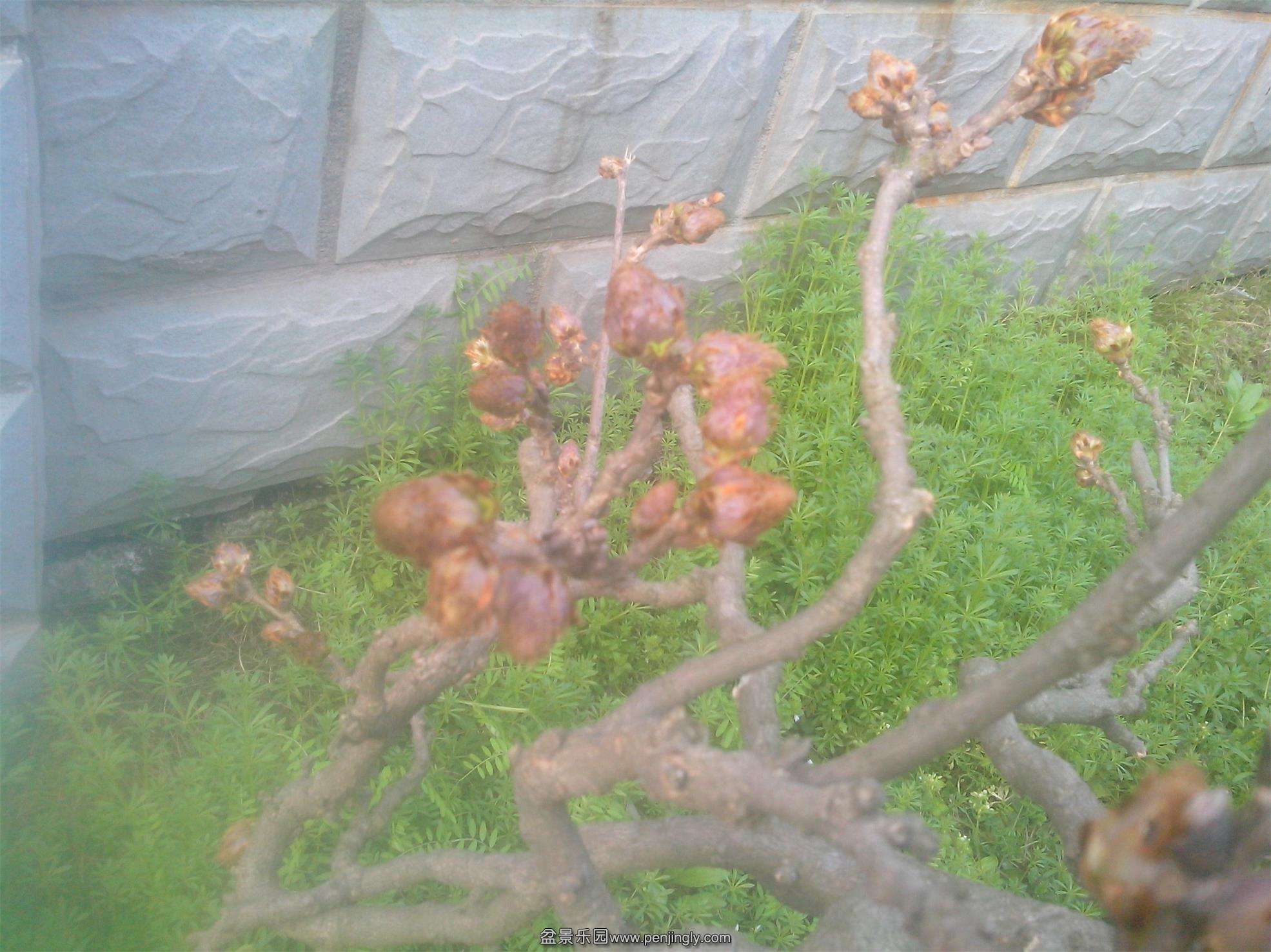 IMG20150323002.jpg