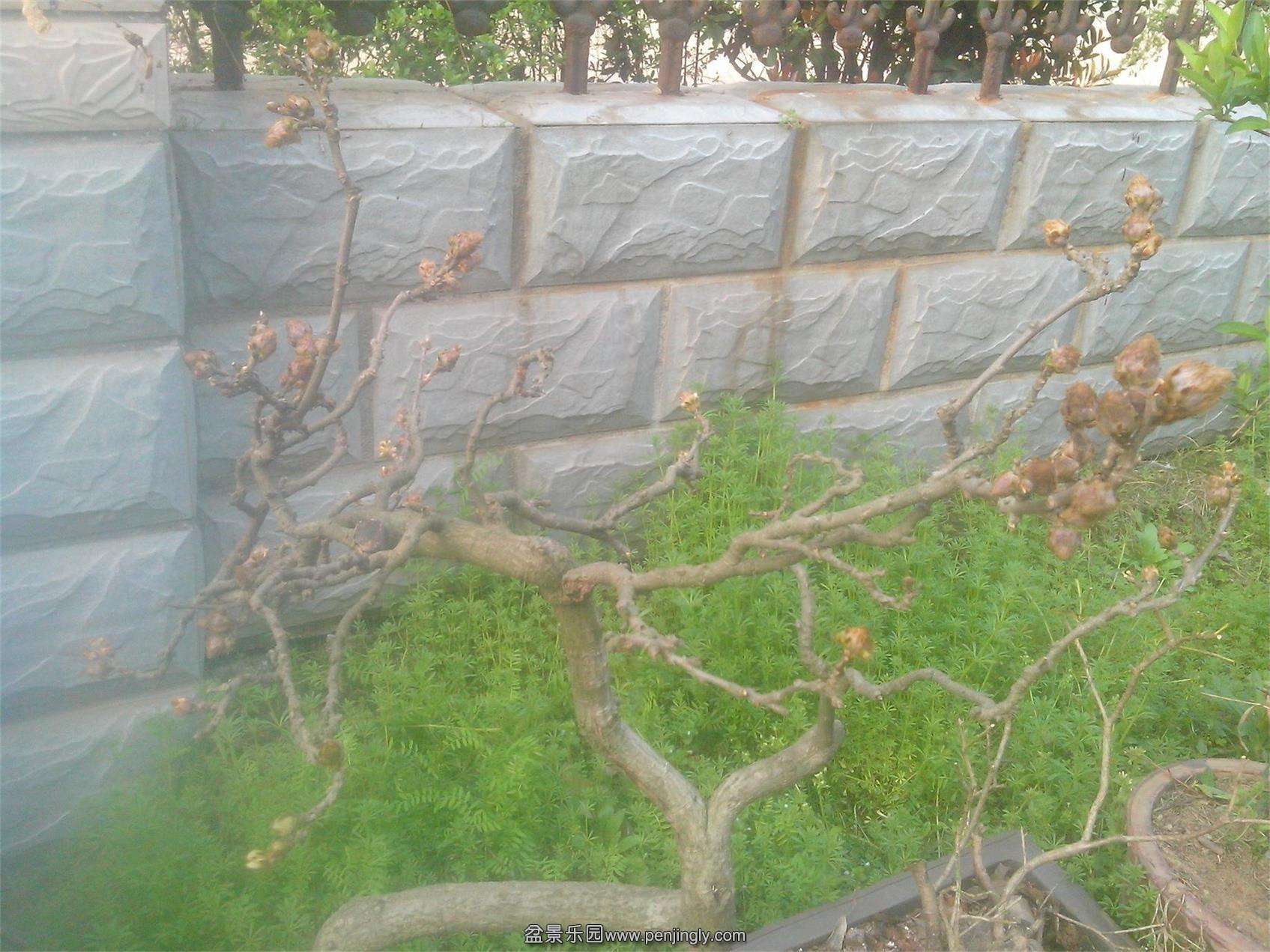 IMG20150323003.jpg