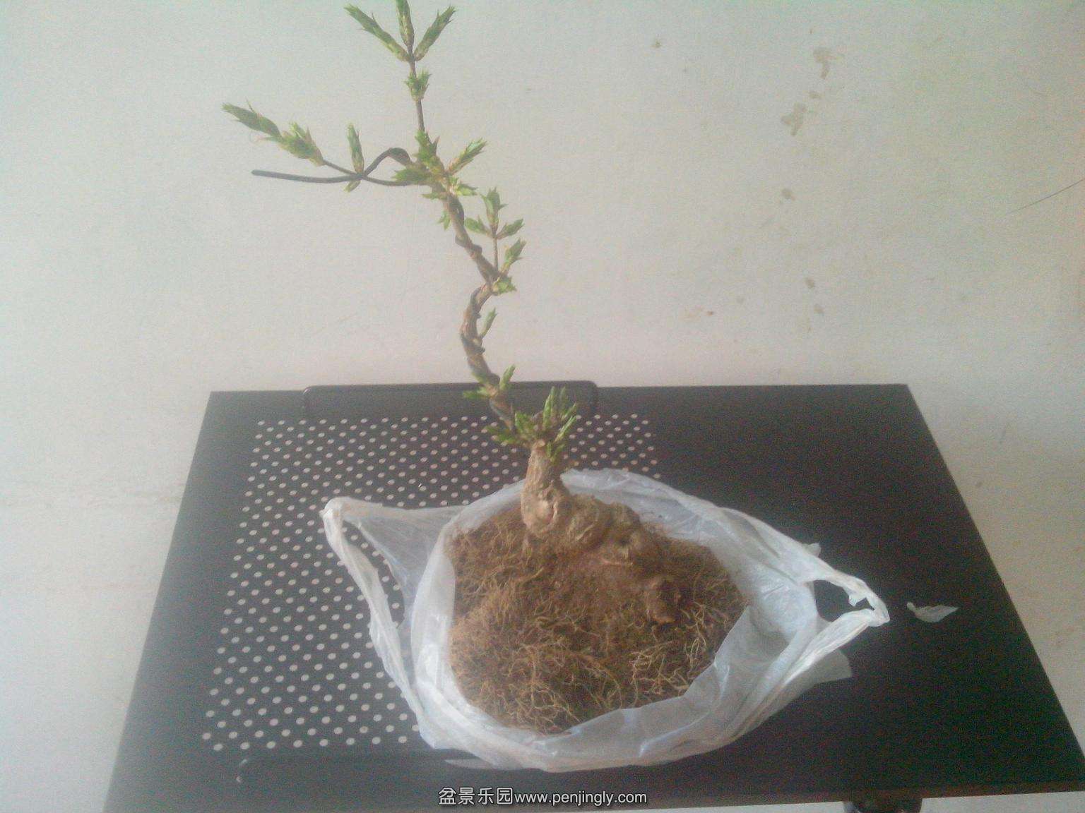 IMG20150326001.jpg