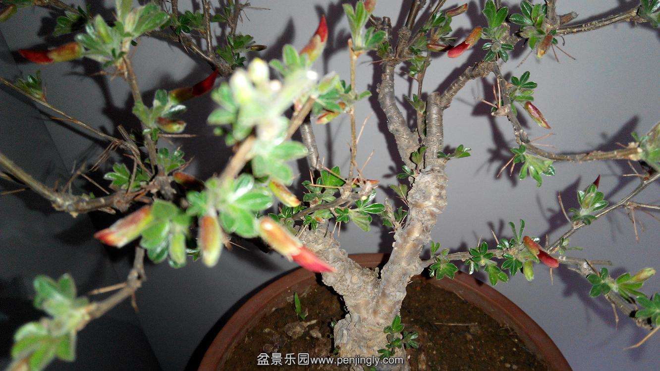 IMG_20150326_073318.jpg