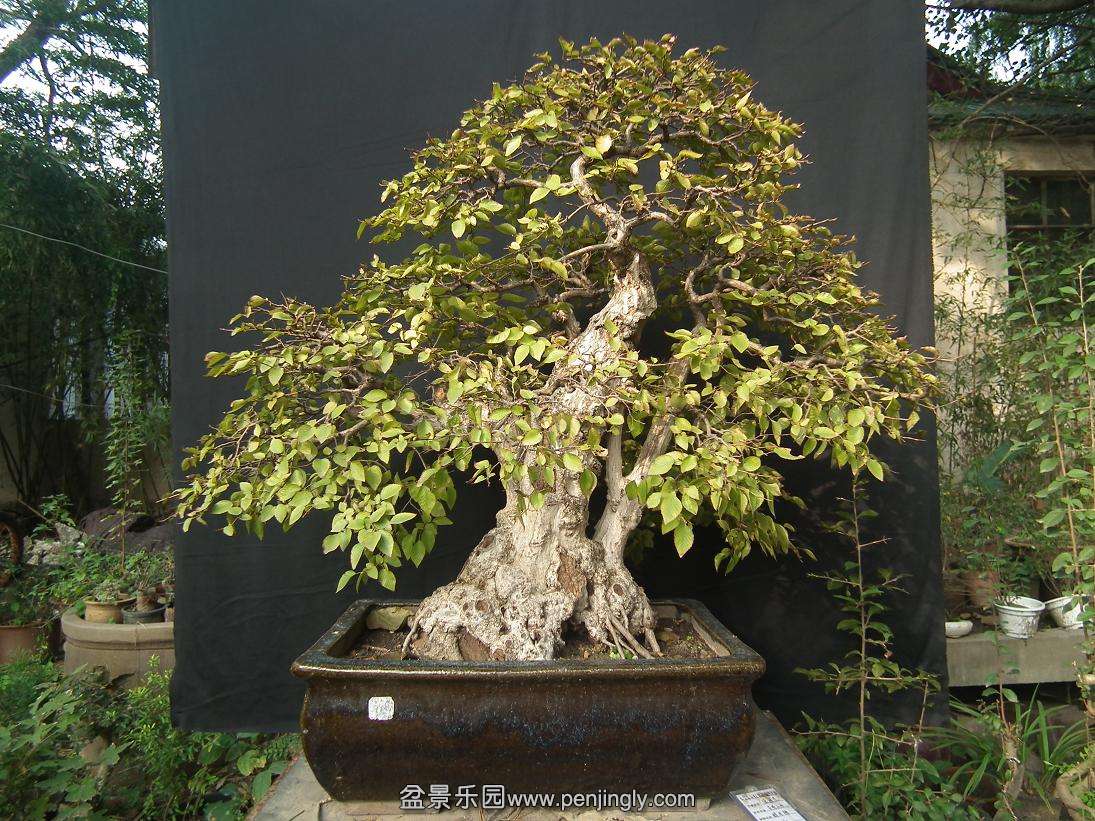 DSCF1163.JPG