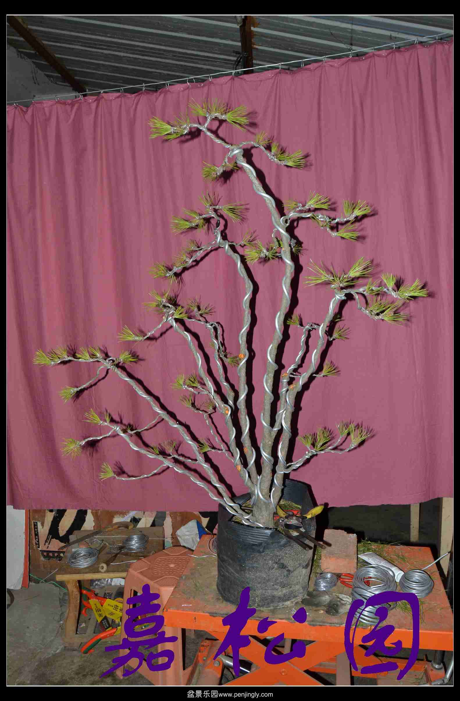 ��������� 001.JPG