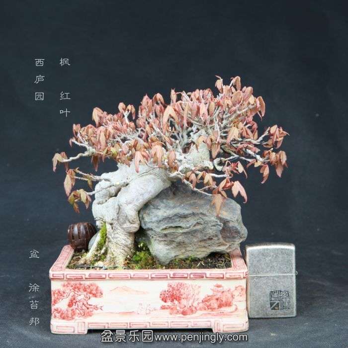 bonsai15032805.jpg