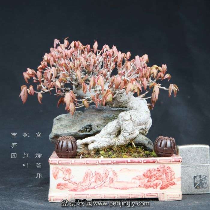 bonsai15032807.jpg