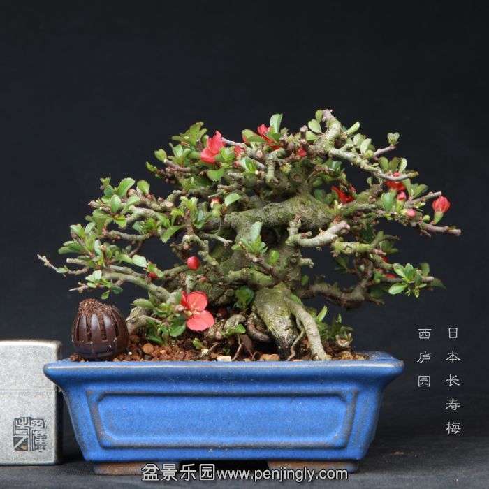 bonsai15032809.jpg