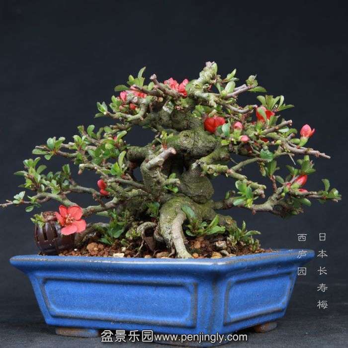 bonsai15032811.jpg