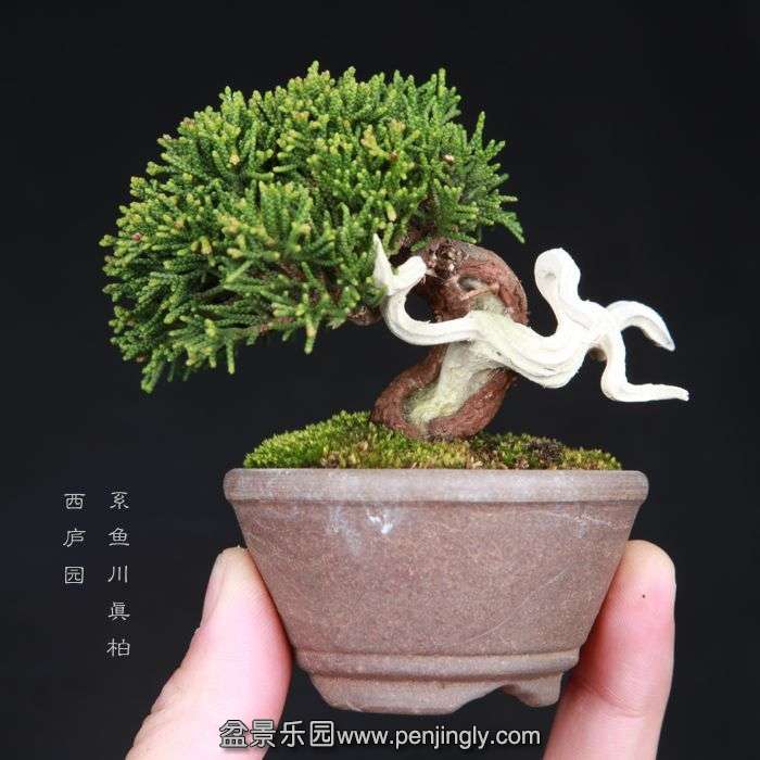 bonsai15032814.jpg