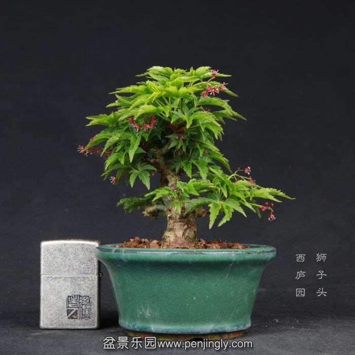 bonsai15032816.jpg