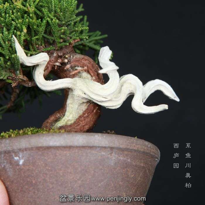 bonsai15032815.jpg