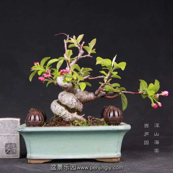 bonsai15032819.jpg
