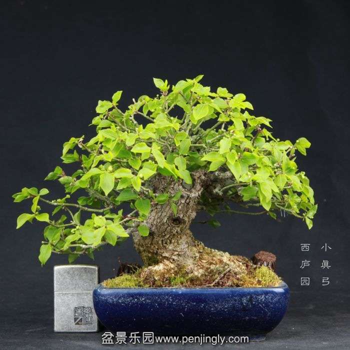 bonsai15032825.jpg
