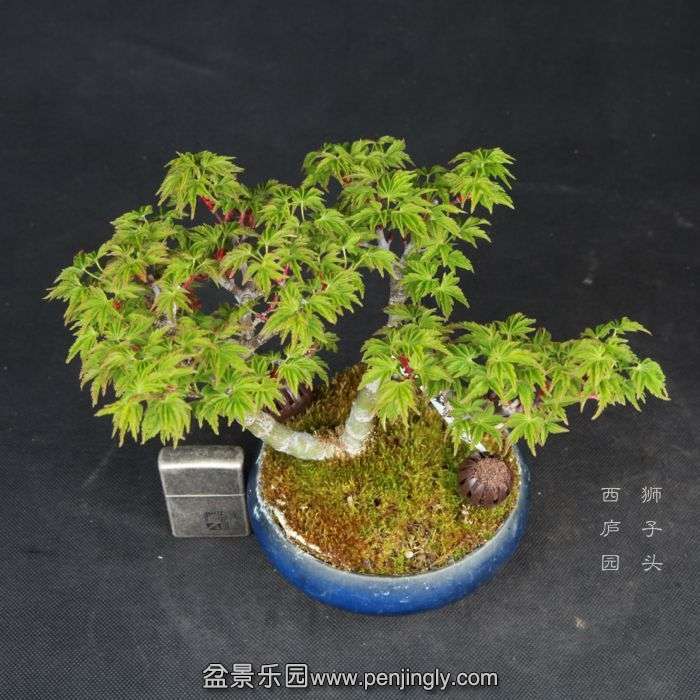 bonsai15032830.jpg