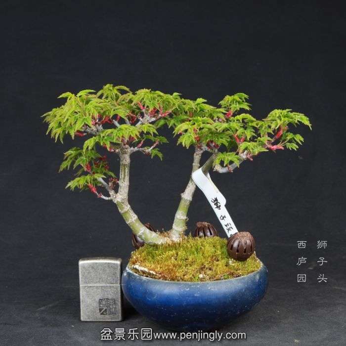 bonsai15032829.jpg