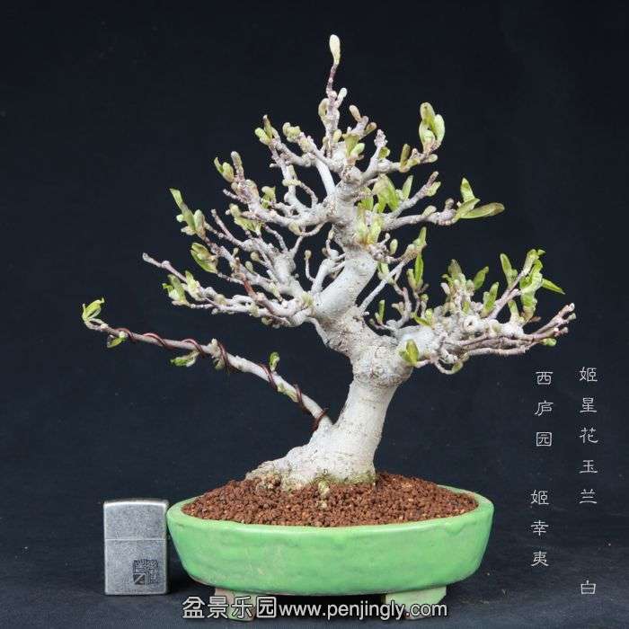 bonsai15032901.jpg