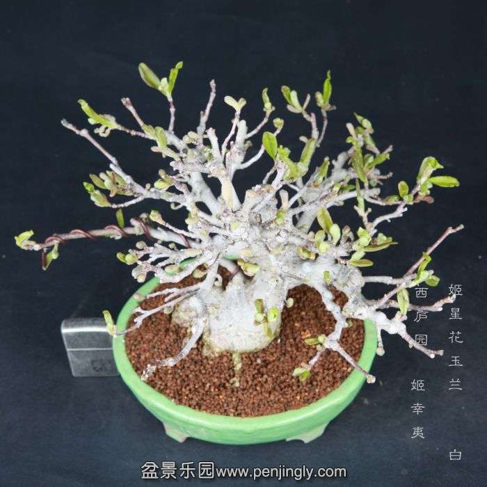 bonsai15032902.jpg
