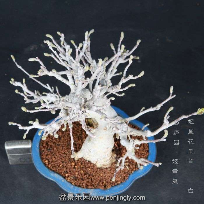 bonsai15032904.jpg