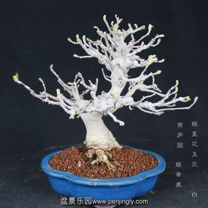 bonsai15032905.jpg