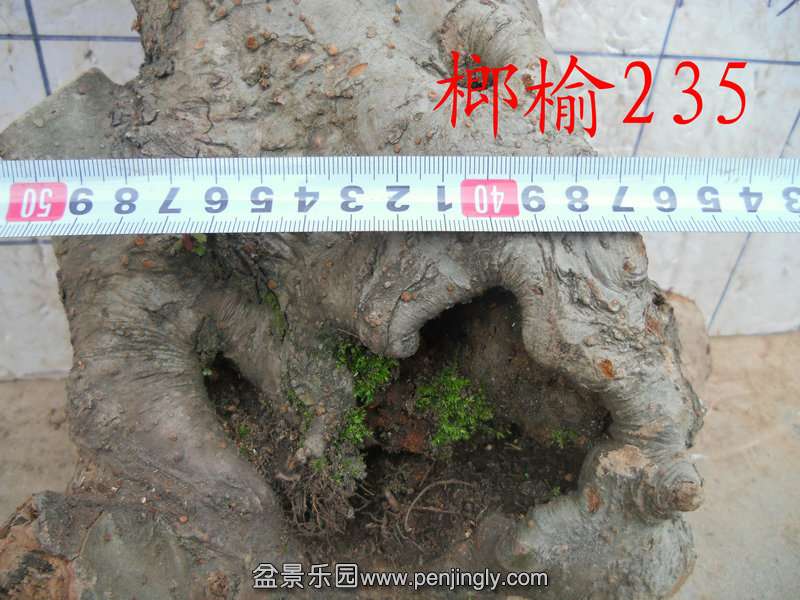 CIMG6773.JPG